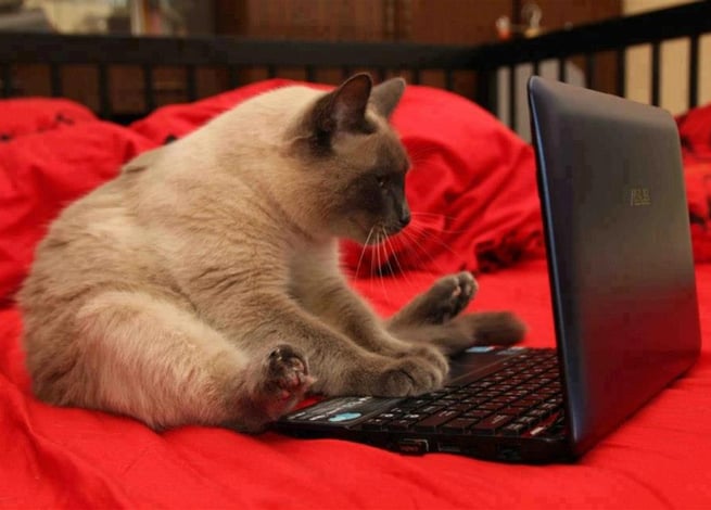 Gato frente a un computador