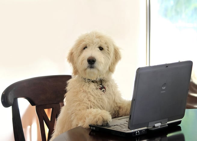 Perro frente al computador